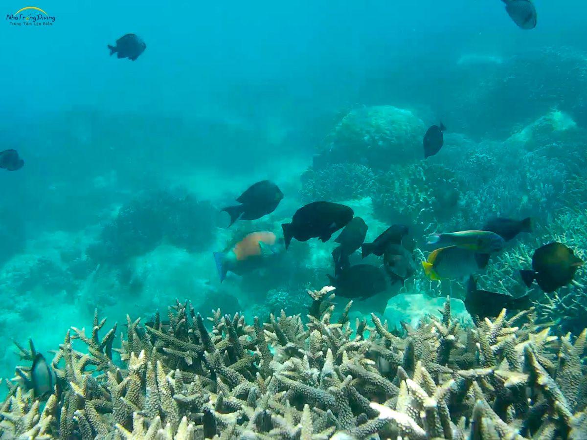 tour-lan-bien-3-dao-nha-trang