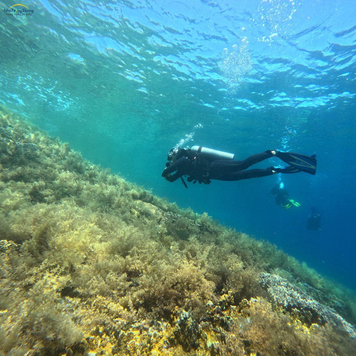 Những câu hỏi thường gặp trong tour lặn biển