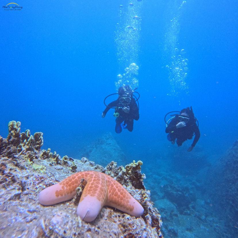 So sánh những tour lặn biển tại Nha Trang